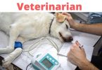 How to become a Veterinarian