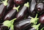 Eggplants