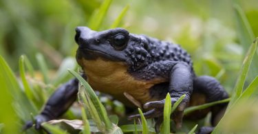 Targeted Amphibian Research and Action Program